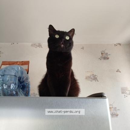 Foto 1/1 Minouche Chat perdido en Bisseuil