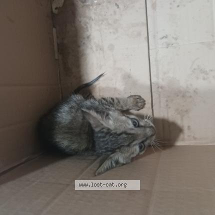 Foto 1/1 Gato encontrado Encontrado en Rajkot