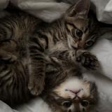 Foto del gato perdido en Meze