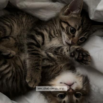 Foto 1/1 nais Chat perdido en Meze