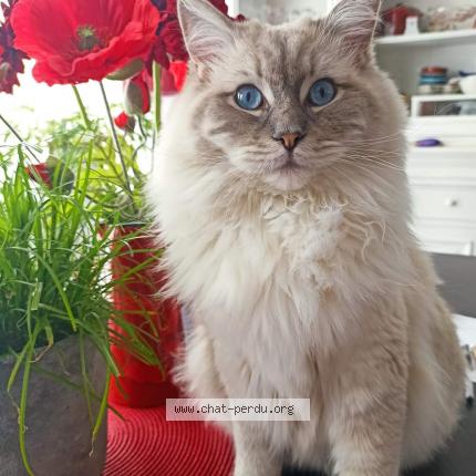 Foto 1/1 ruby Chat perdido en Tomblaine