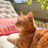 Foto del gato perdido en Thonon Les Bains