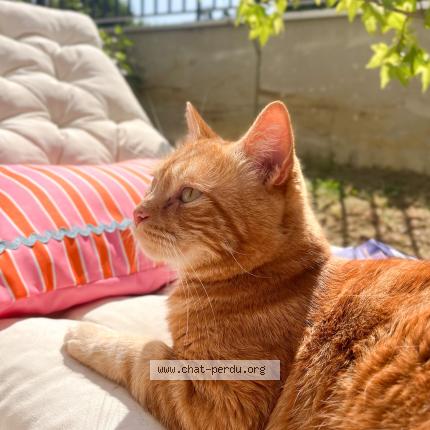 Foto 1/1 Moka Chat perdido en Thonon les bains