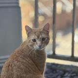 Foto del gato perdido en Roubaix