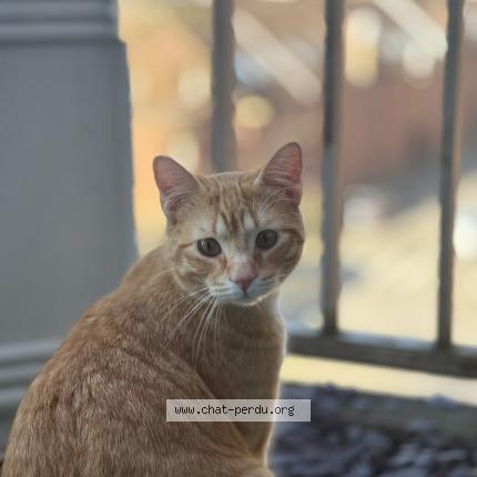 Foto 1/1 Simba Chat perdido en Roubaix