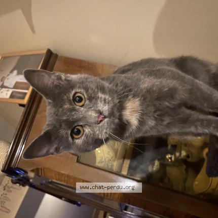 Foto 1/1 Topaze Chat perdido en Cesson sevigne