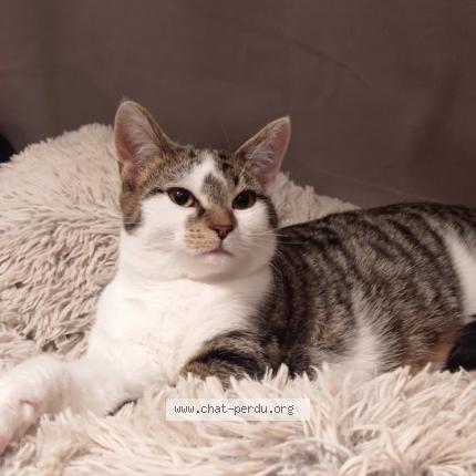 Foto 1/1 Venom Chat perdido en Lapugnoy