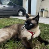 Foto del gato perdido en Saint Pantaleon De Larche