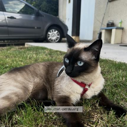 Foto 1/1 kitty Chat perdido en Saint pantaleon de larche