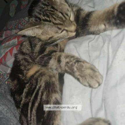 Foto 1/1 Nala Chat perdido en Vallauris