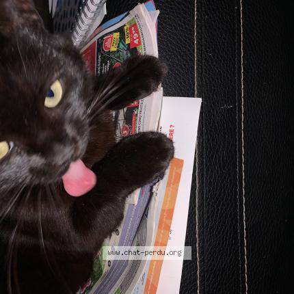 Foto 1/1 Poupouille Chat perdido en Joigny