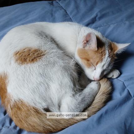 Foto 1/1 Gato encontrado Encontrado en Buenos aires