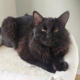 Foto del gato perdido en Tours