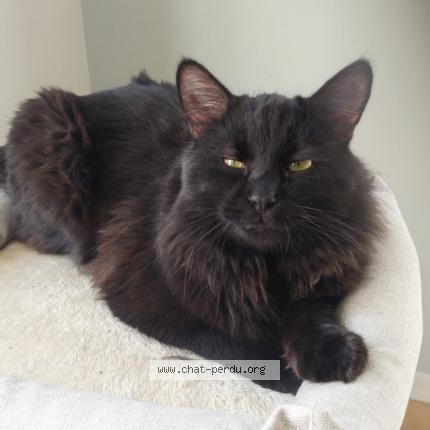 Foto 1/1 Youki Chat perdido en Tours