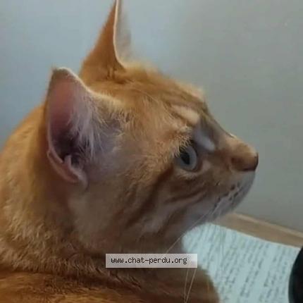 Foto 1/1 Ninou Chat perdido en Saint paul les dax