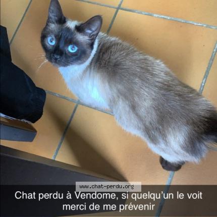 Foto 1/1 Tigra Chat perdido en Vendome