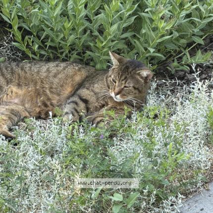Foto 1/1 Gato encontrado Encontrado en Montreal est