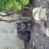 Foto del gato perdido en Sevran