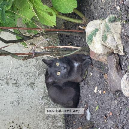 Foto 1/1 Tigris Chat perdido en Sevran