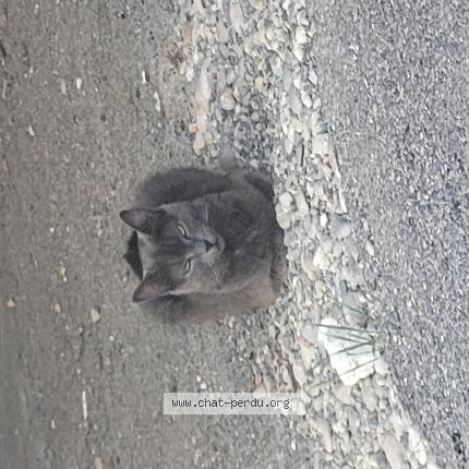 Foto 1/1 Gato encontrado Encontrado en Villefontaine