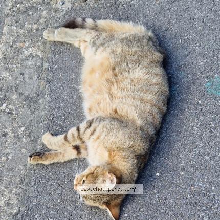 Foto 1/1 Gato encontrado Encontrado en Coignieres