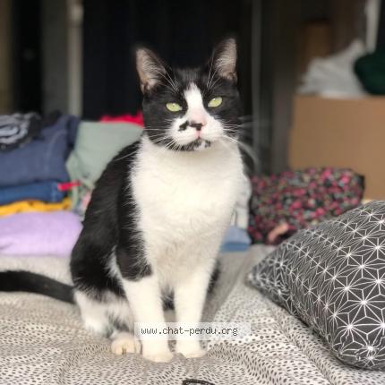 Foto 1/1 Rooster Chat perdido en Moyenmoutier