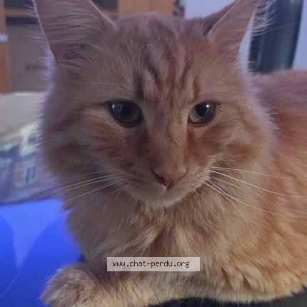 Foto 1/1 Pumba Chat perdido en Busy