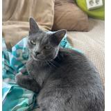 Foto del gato perdido en Chassieu