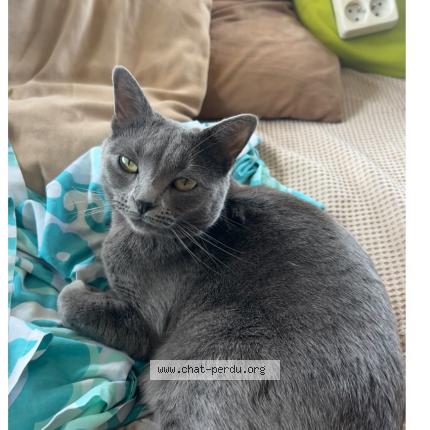 Foto 1/1 Nouchka Chat perdido en Chassieu