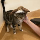 Foto del gato perdido en Briey