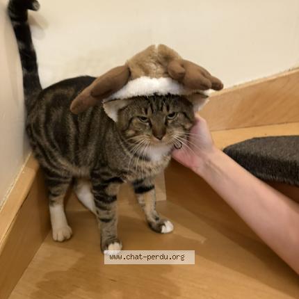 Foto 1/1 Coussantien Chat perdido en Briey