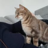 Foto del gato perdido en Seiches Sur Le Loir