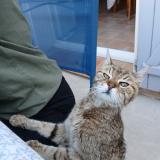 Foto de gato encontrado en St Mathieu De Treviers