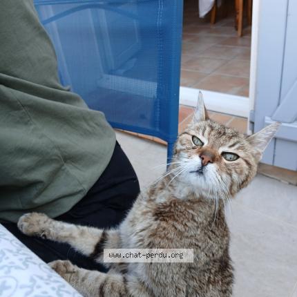 Foto 1/1 Gato encontrado Encontrado en St mathieu de treviers