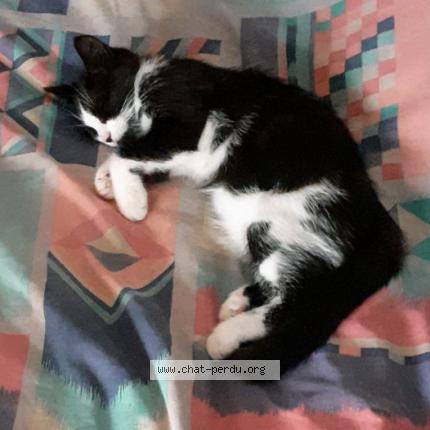 Foto 1/2 Zebrouille Chat perdido en Saint louis