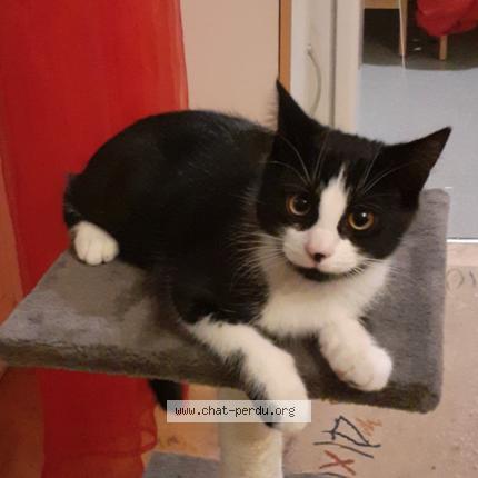 Foto 2/2 Zebrouille Chat perdido en Saint louis