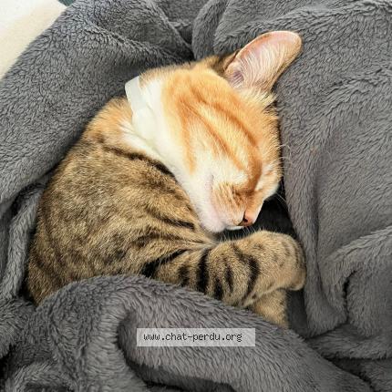 Foto 1/1 Muxu Chat perdido en Anglet