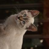 Foto del gato perdido en Toulouse