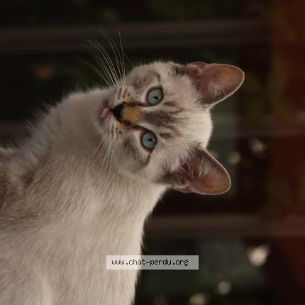 Foto 1/1 Speedoux Chat perdido en Toulouse