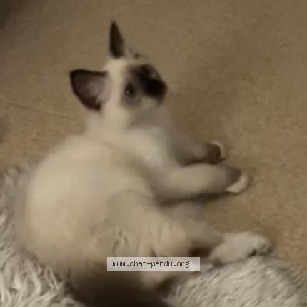 Foto 1/1 Maya Chat perdido en Nanterre