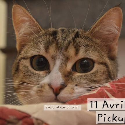 Foto 1/1 Pick-up Chat perdido en Mirebeau