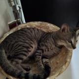 Foto del gato perdido en Virar