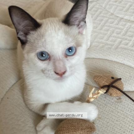 Foto 1/1 Nala Chat perdido en Saint martin lestra