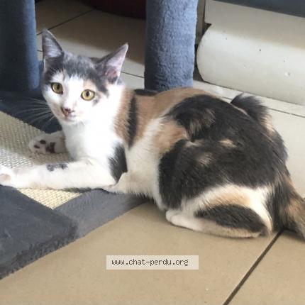 Foto 1/1 Nina Chat perdido en Saint martin lestra