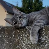 Foto del gato perdido en Villeneuve Saint Georges