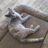 Foto del gato perdido en Frayssinhes