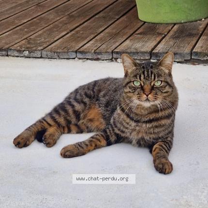 Foto 1/1 Thor Chat perdido en Bourg saint christophe