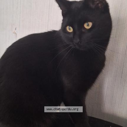 Foto 1/1 Maya Chat perdido en Illzach