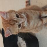 Foto de gato encontrado en La Seyne Sur Mer