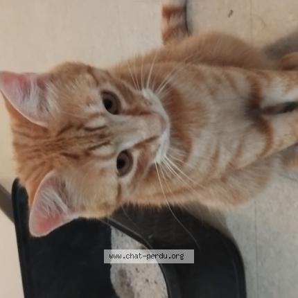 Foto 1/1 Gato encontrado Encontrado en La seyne sur mer